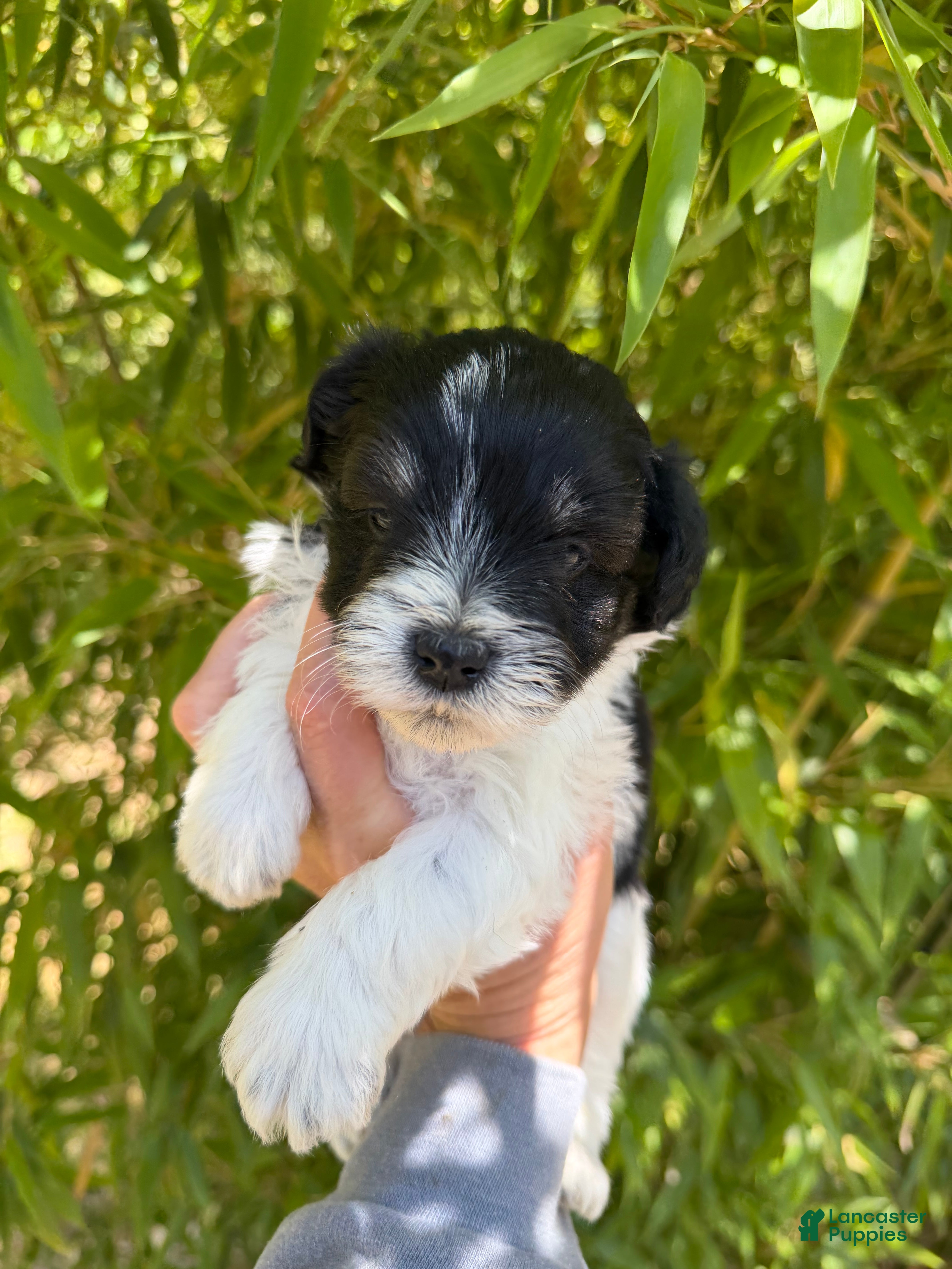 Miniature Schnauzer dogs Miniature Schnauzer Puppy 1 - Ad 37