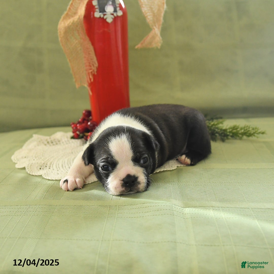 Boston Terrier dogs for sale: Dancer - Ad 2
