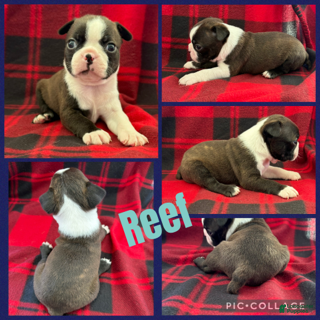 Boston Terrier dogs Reef - Ad 41