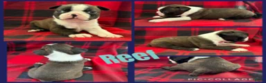 Reef