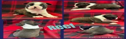 Boston Terrier dogs for sale: Reef - Ad 1