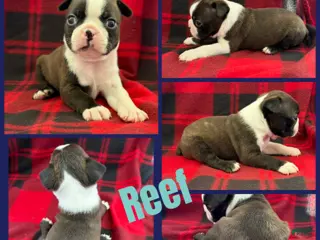 Boston Terrier dogs Reef - Ad 41