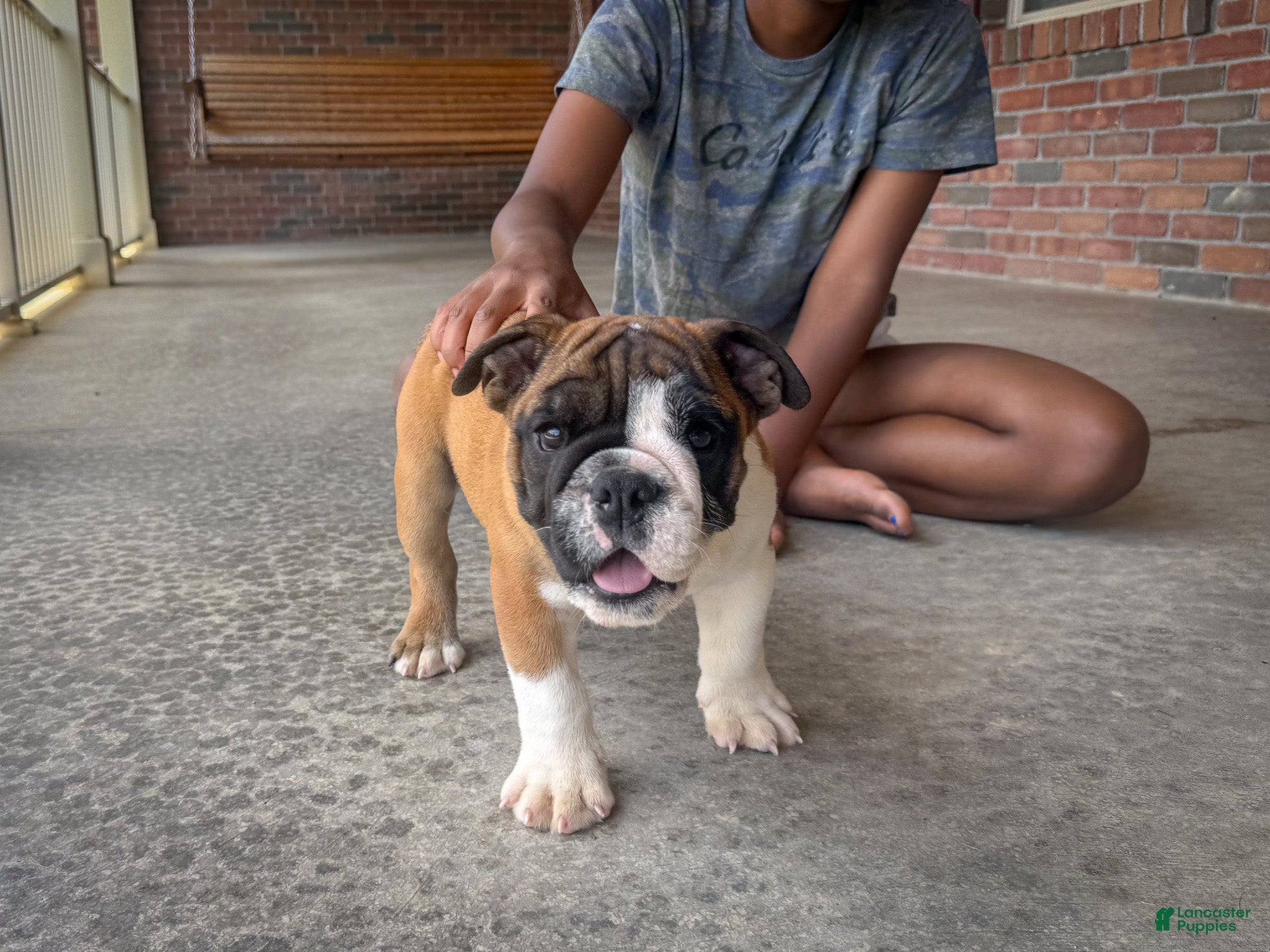 English Bulldog dogs Otis - Ad 1