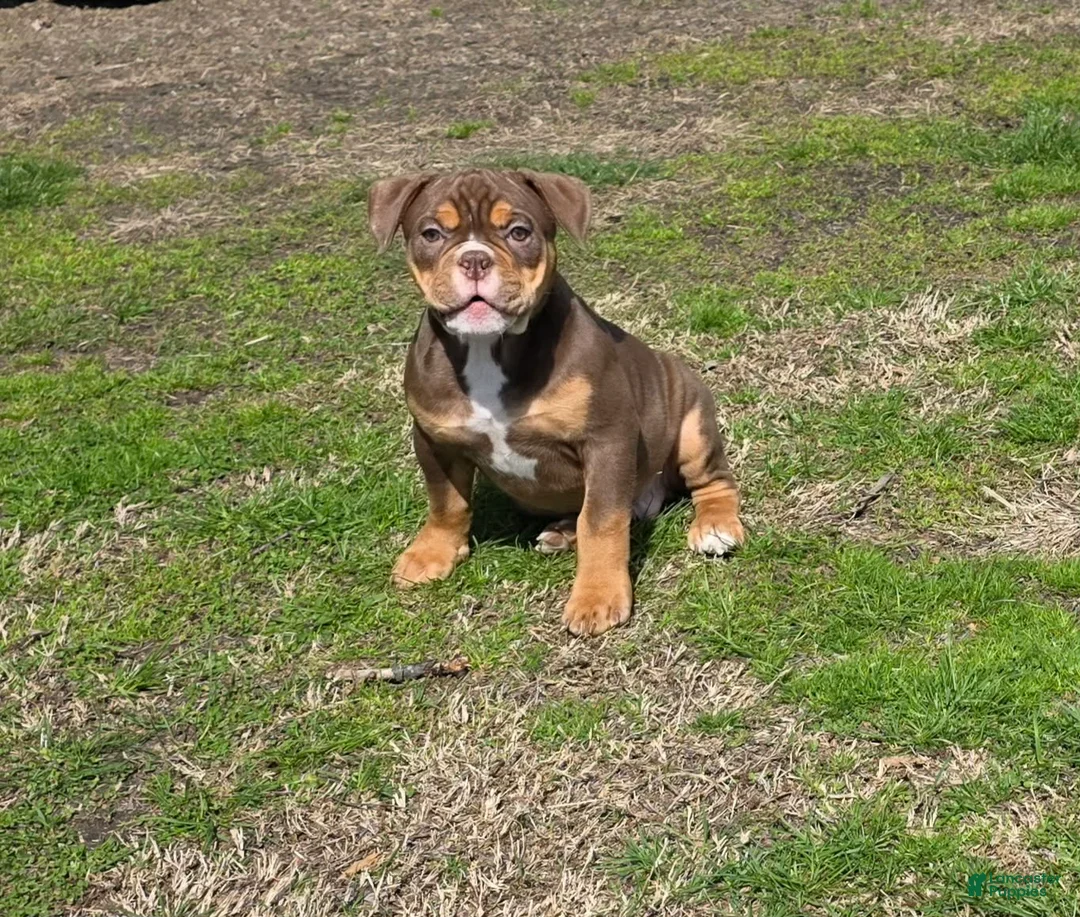 Olde English Bulldogge dogs for sale: Cookie  - Ad 26