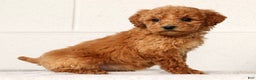 Mini Goldendoodle dogs for sale: Laina - Ad 4