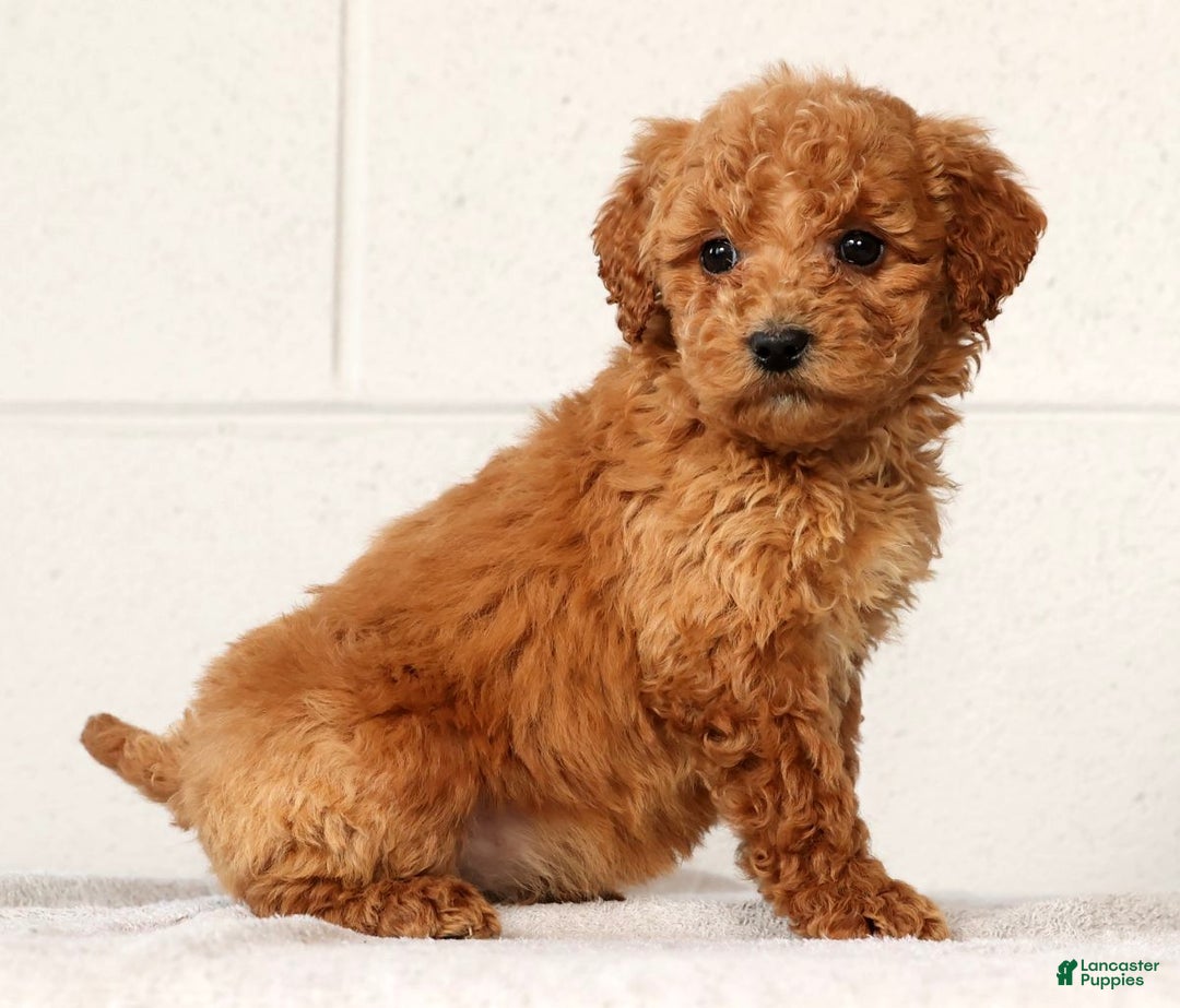 Mini Goldendoodle dogs for sale: Laina - Ad 4