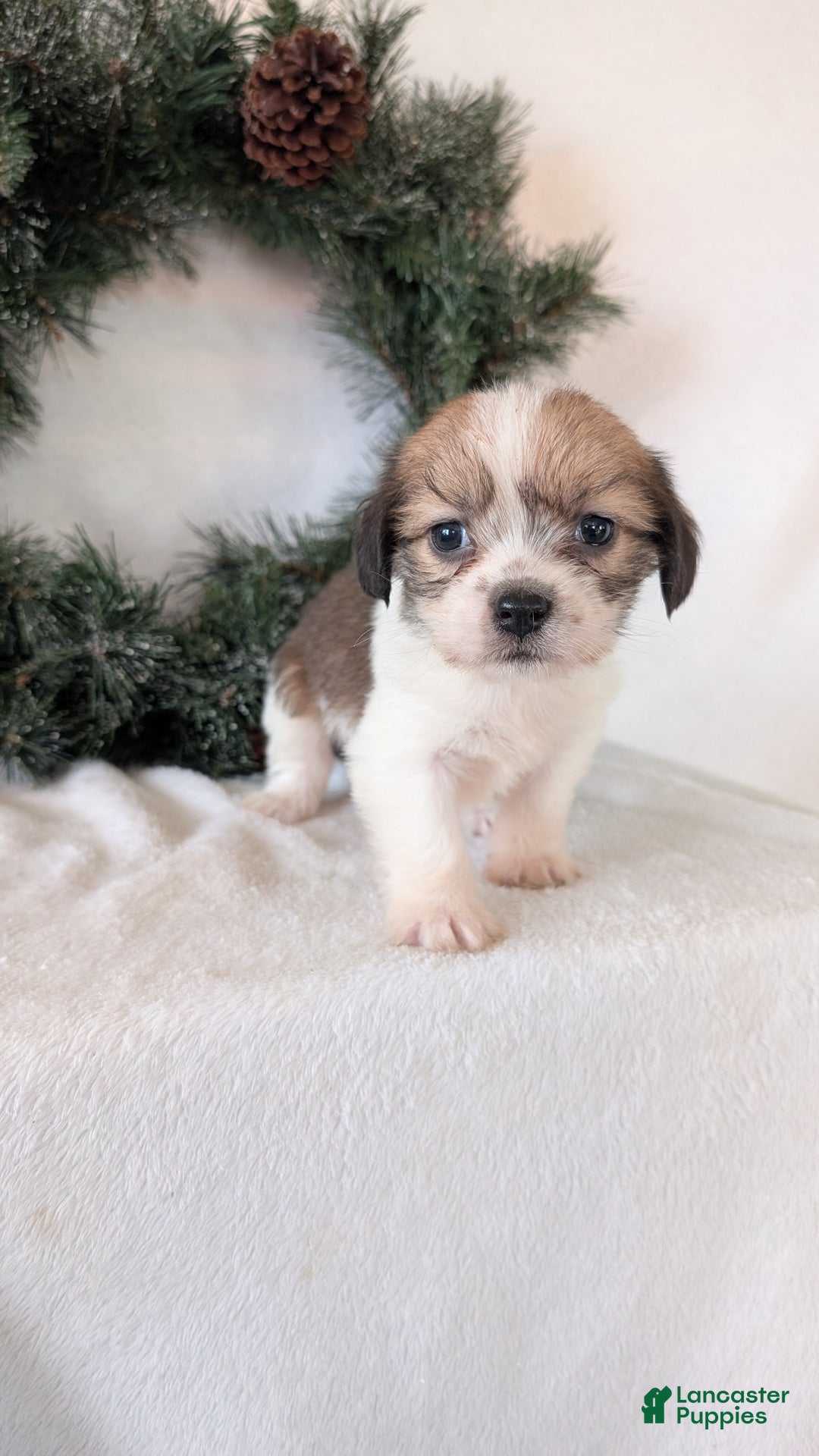 Mixed Breed dogs for sale: Ann - Ad 8