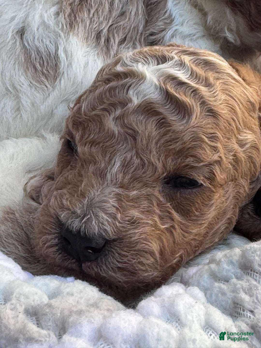 Cavapoo dogs for sale: Peanut - Ad 11