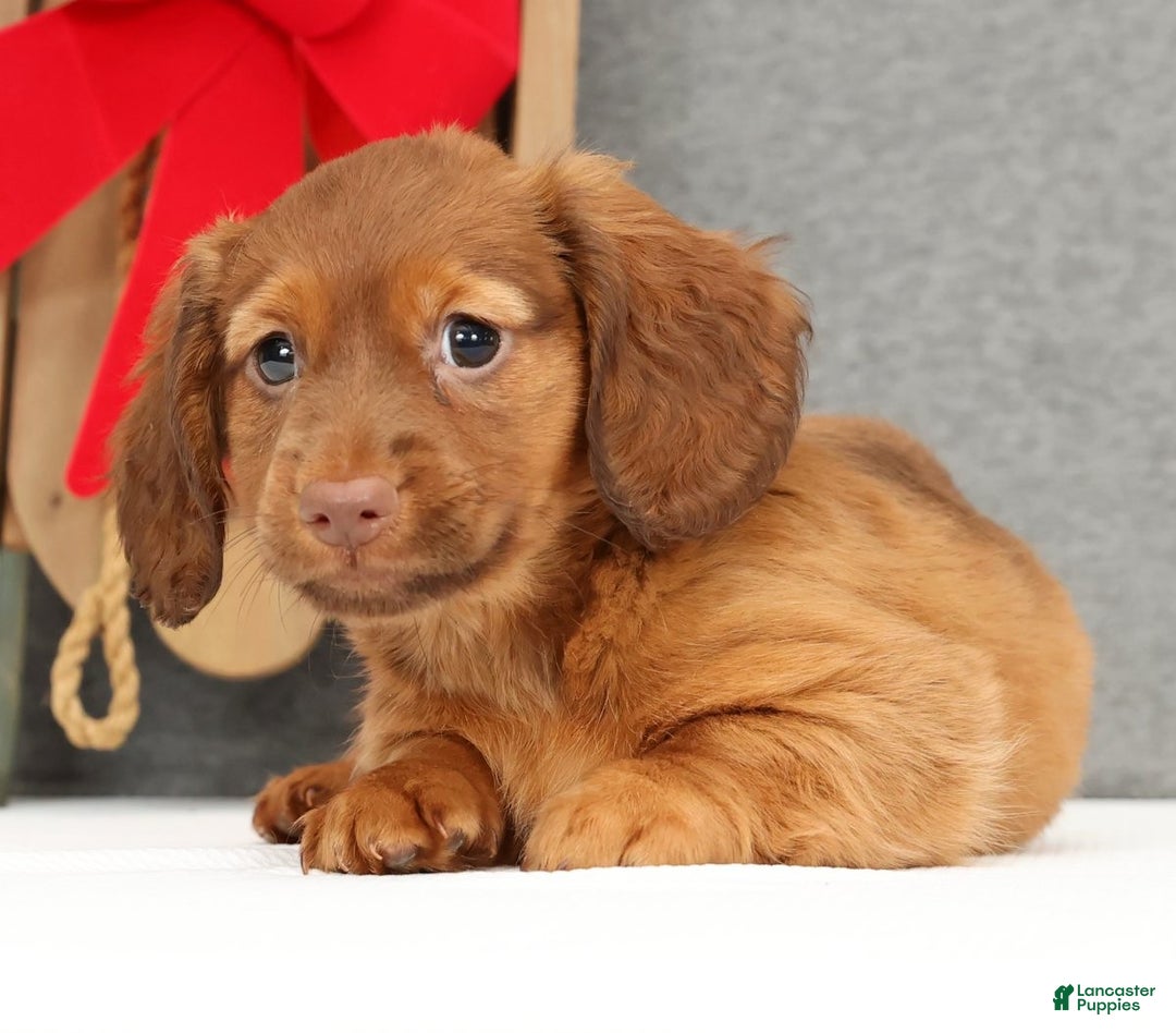 Miniature Dachshund dogs for sale: Gabe - Ad 4