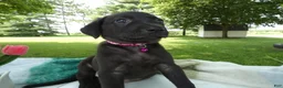 Sheprador dogs for sale: Sheprador 12 Lucinda - Ad 1