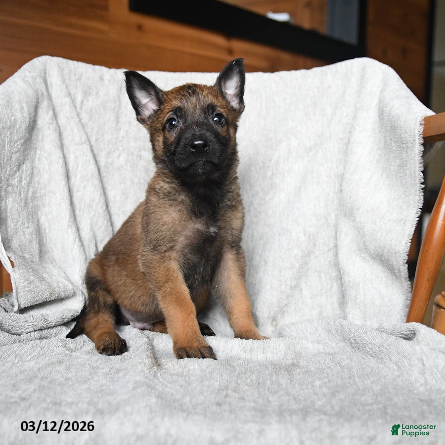 Mixed Breed dogs Trump - Ad 2