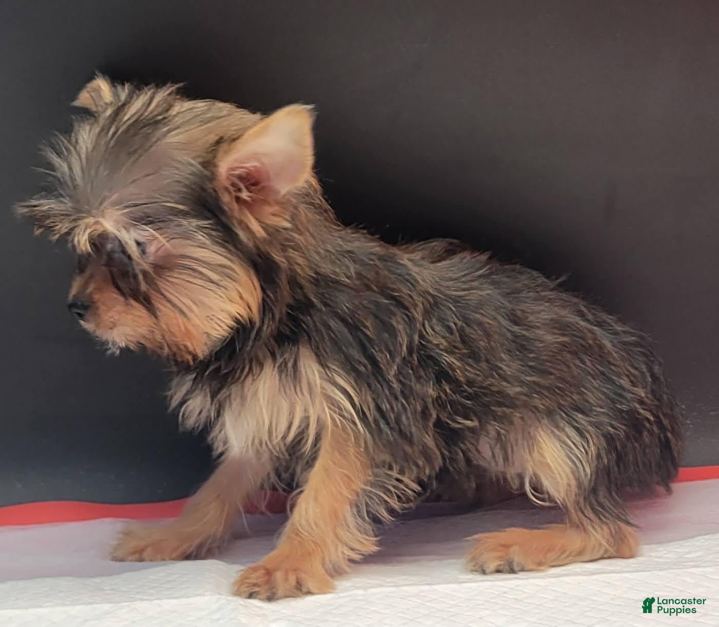 Yorkshire Terrier dogs Yorkshire Terrier 1 - Ad 2