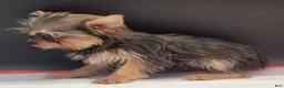 Yorkshire Terrier dogs for sale: Yorkshire Terrier 1 - Ad 2