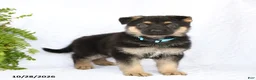 German Shepherd dogs for sale: Ringo - Ad 4