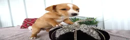 Chorkie dogs for sale: Chorkie 3 Apena - Ad 2