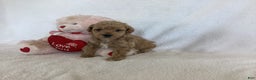 Maltipoo dogs for sale: Cinder - Ad 5