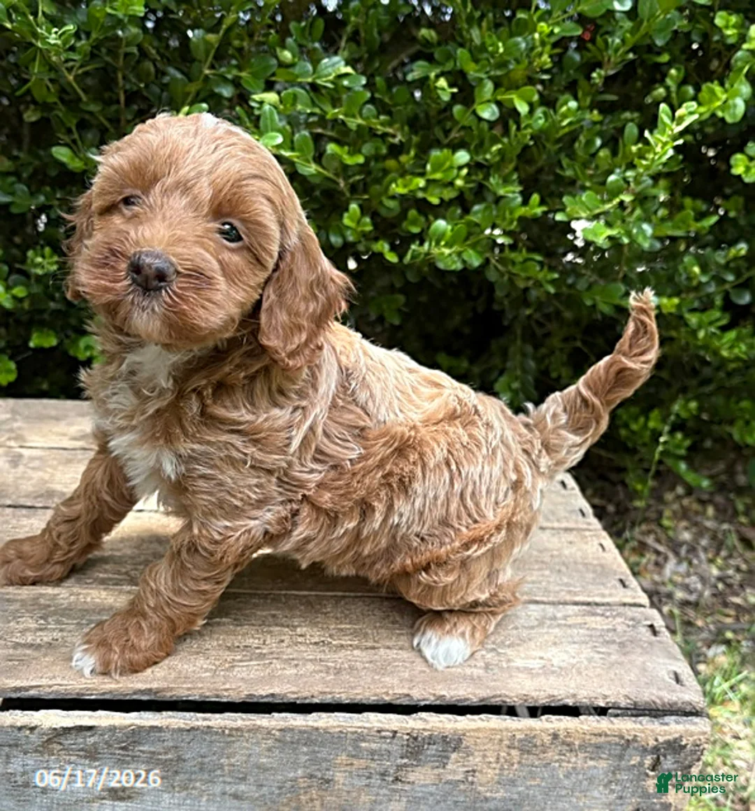 Mini Goldendoodle dogs for sale: Bella - Ad 2