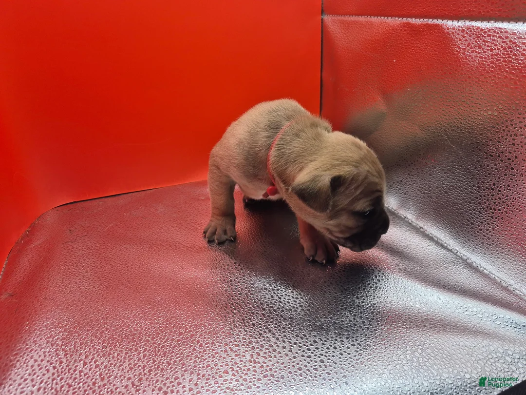 Mixed Breed dogs for sale: Red collar - Ad 2