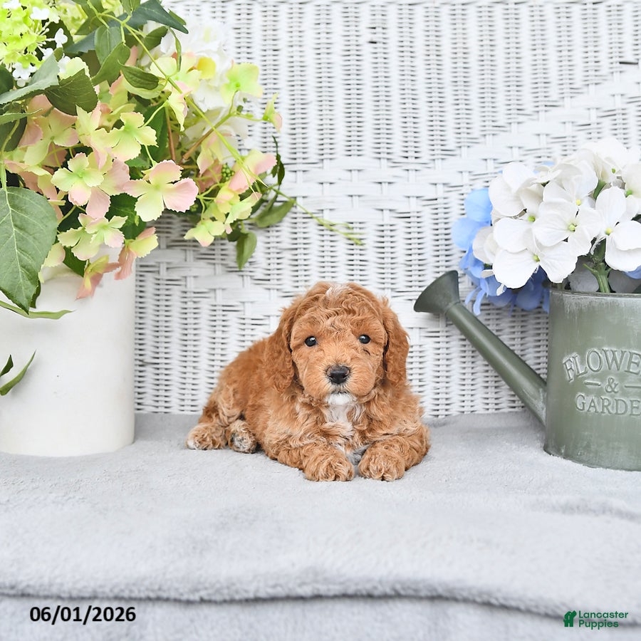 Mini Aussiedoodle dogs for sale: Star - Ad 1