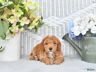 Mini Aussiedoodle dogs for sale: Star - Ad 4