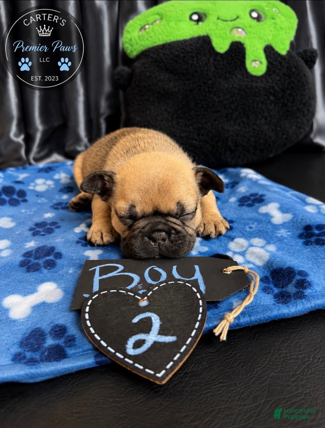 French Bulldog dogs French Bulldog 7 popa - Ad 2