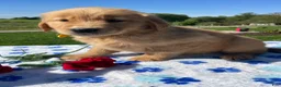 Golden Retriever dogs for sale: Callie - Ad 2
