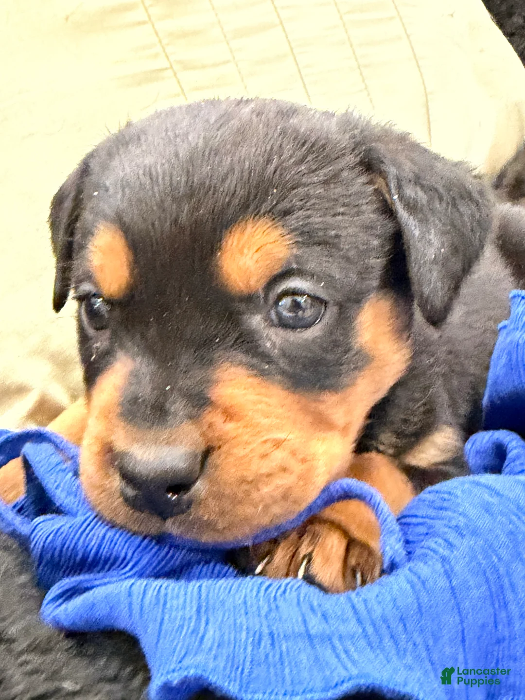Rottweiler dogs for sale: Rottweiler Puppy 5 - Ad 3