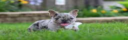 French Bulldog dogs for sale: Leah - Ad 4