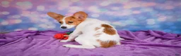 Papillon dogs for sale: Ace - Ad 7