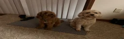 Cavapoo dogs for sale: Medium blonde male - Ad 9