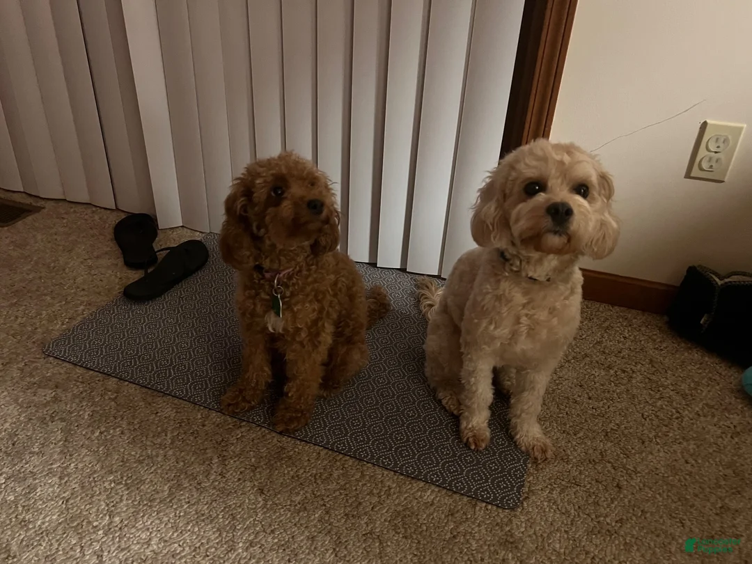 Cavapoo dogs for sale: Medium blonde male - Ad 9