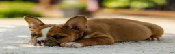 French Bulldog dogs for sale: Opal – Fawn/White - Ad 10