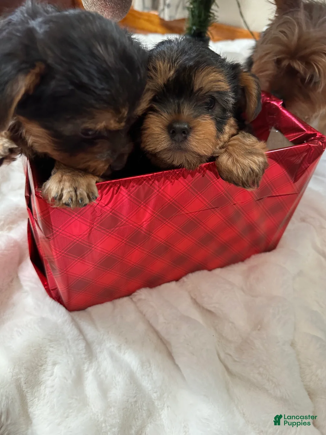 Yorkshire Terrier dogs for sale: Yorkshire Terrier Puppy 1 - Ad 4