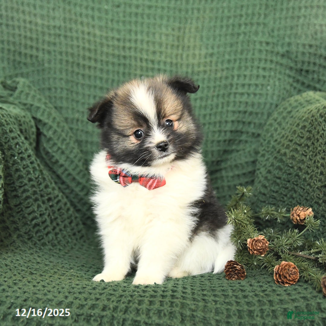 Pomeranian dogs for sale: Dallas - Ad 3