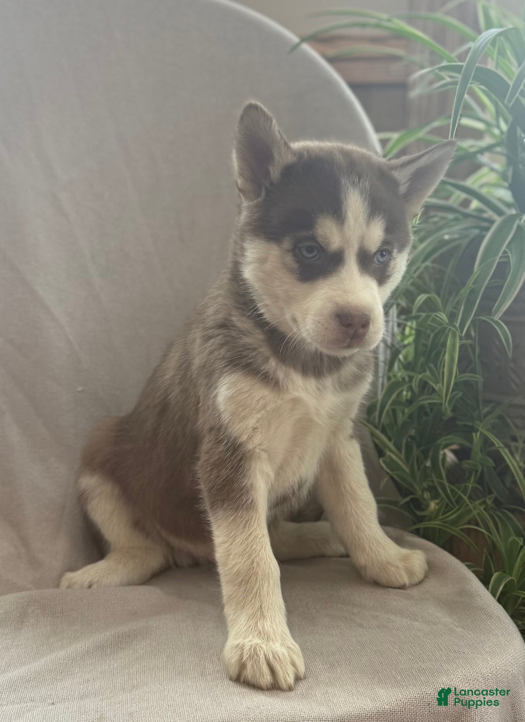 Siberian Husky dogs for sale: Lucky - Ad 3