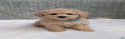 Bichpoo dogs for sale: Bear - Ad 7