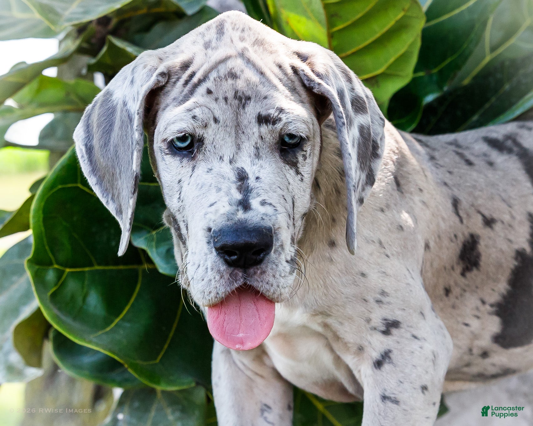 Great Dane dogs Mozark - Ad 2