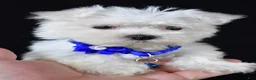 Maltese dogs for sale: Zebrina - Ad 7