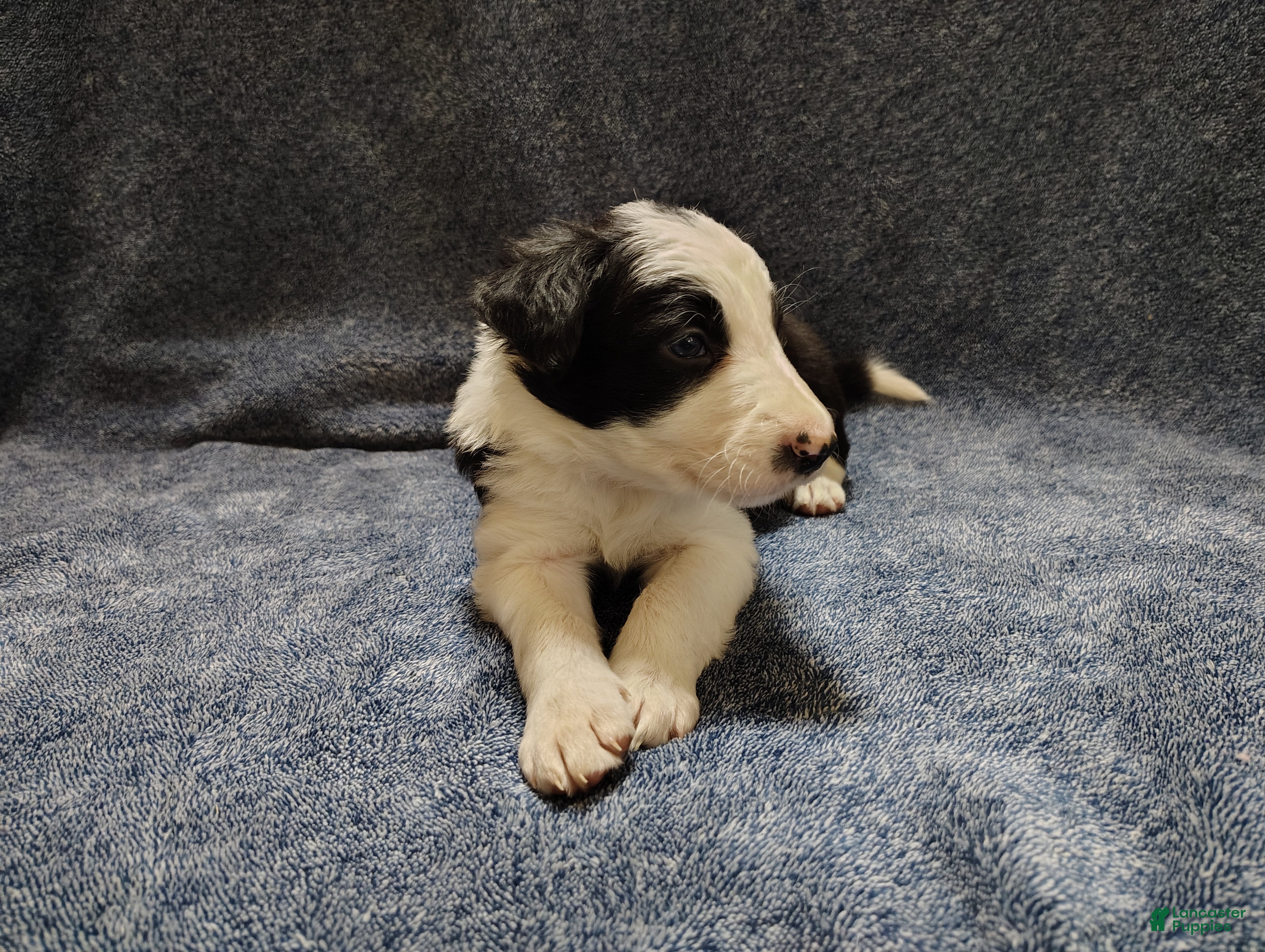 Border Collie dogs Chex - Ad 1