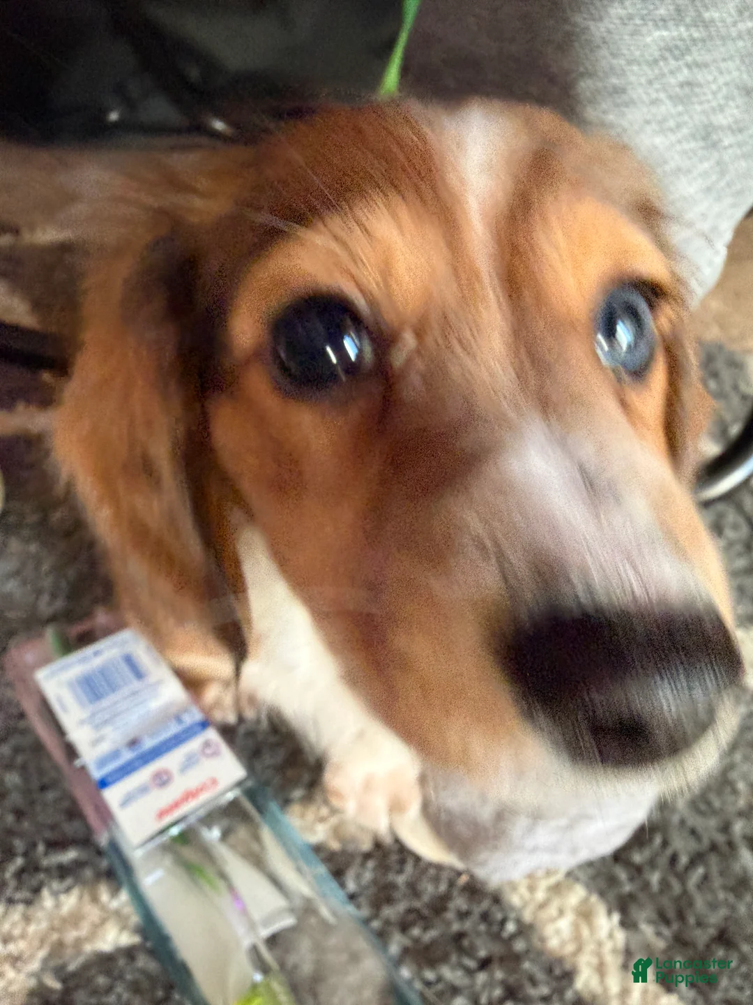 Dachshund dogs for sale: Dachshund Puppy 1 - Ad 4