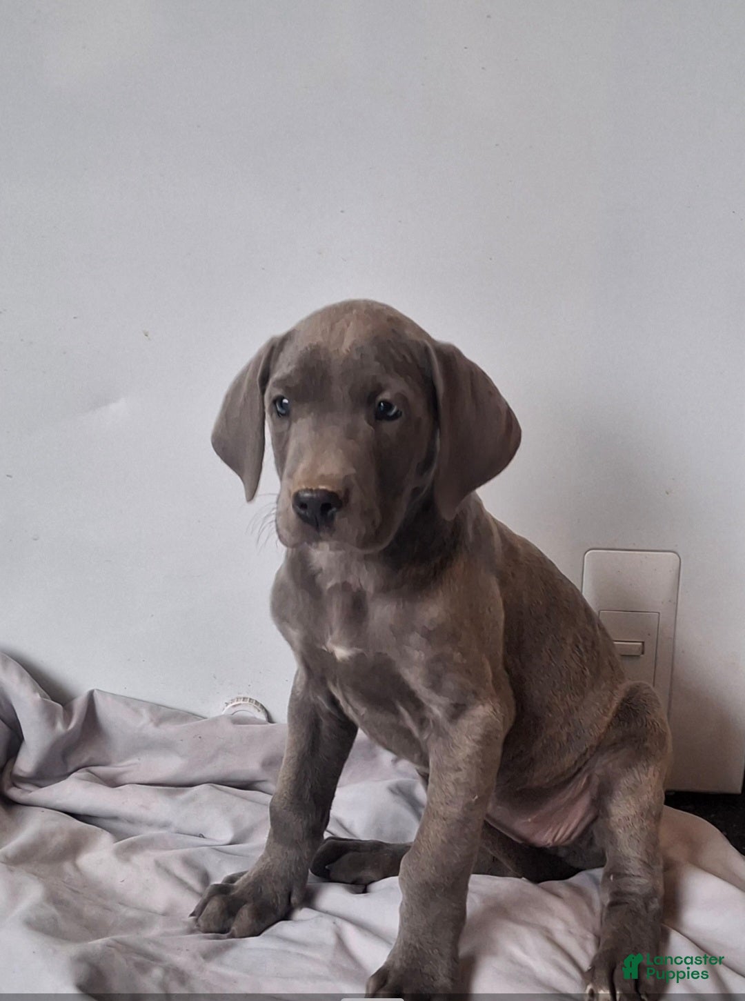 Great Dane dogs Daisy - Ad 31