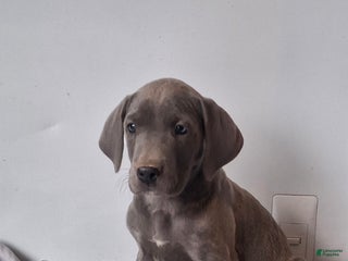 Great Dane dogs Daisy - Ad 31