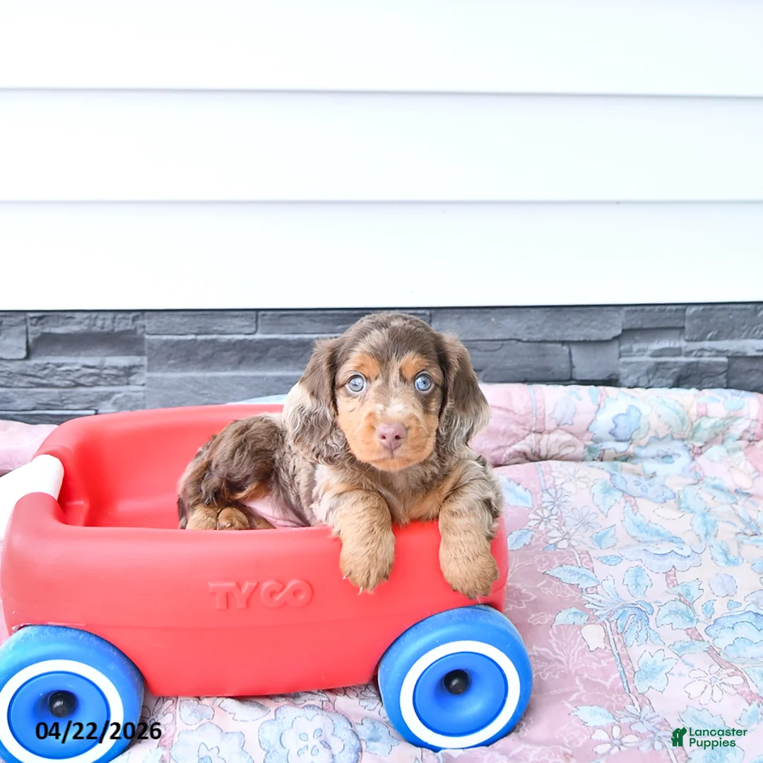 Miniature Dachshund dogs for sale: Hansel - Ad 1