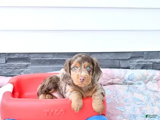 Miniature Dachshund dogs for sale: Hansel FLUFFY - Ad 2