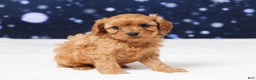 Cavapoo dogs for sale: Belmont - Ad 3