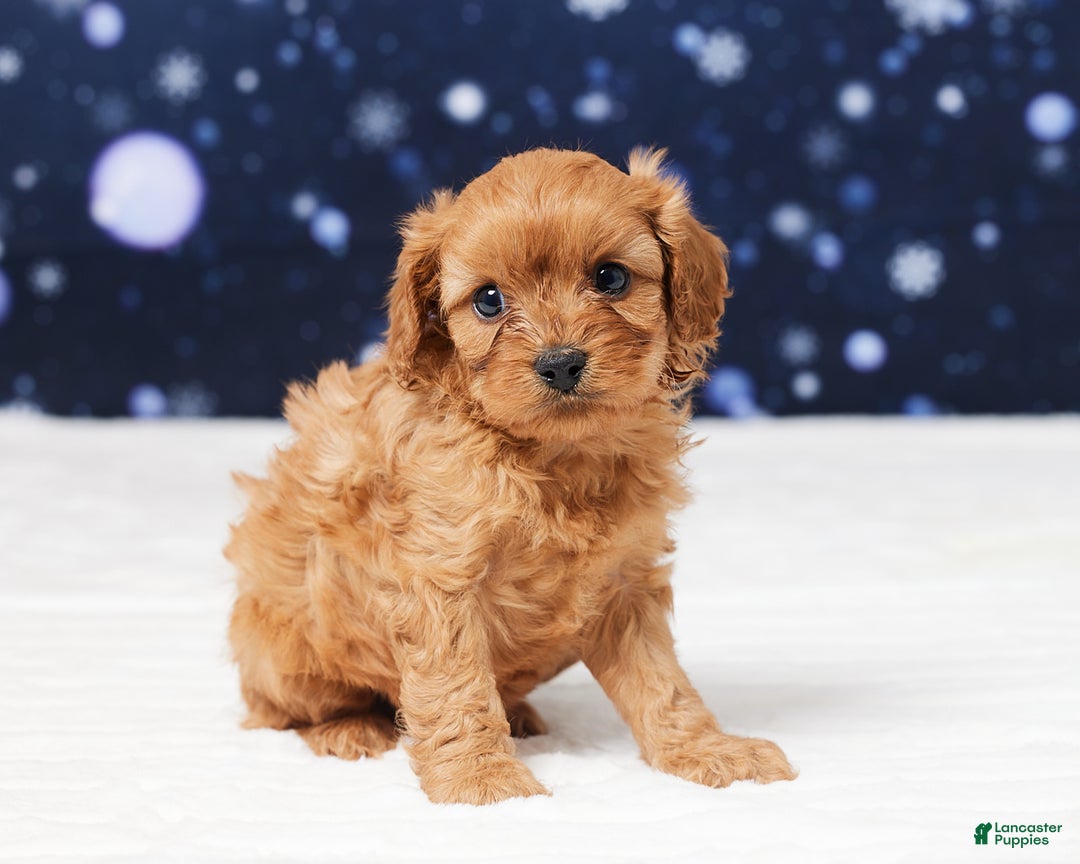 Cavapoo dogs for sale: Belmont - Ad 3
