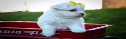Maltese dogs for sale: Miley💜 - Ad 9