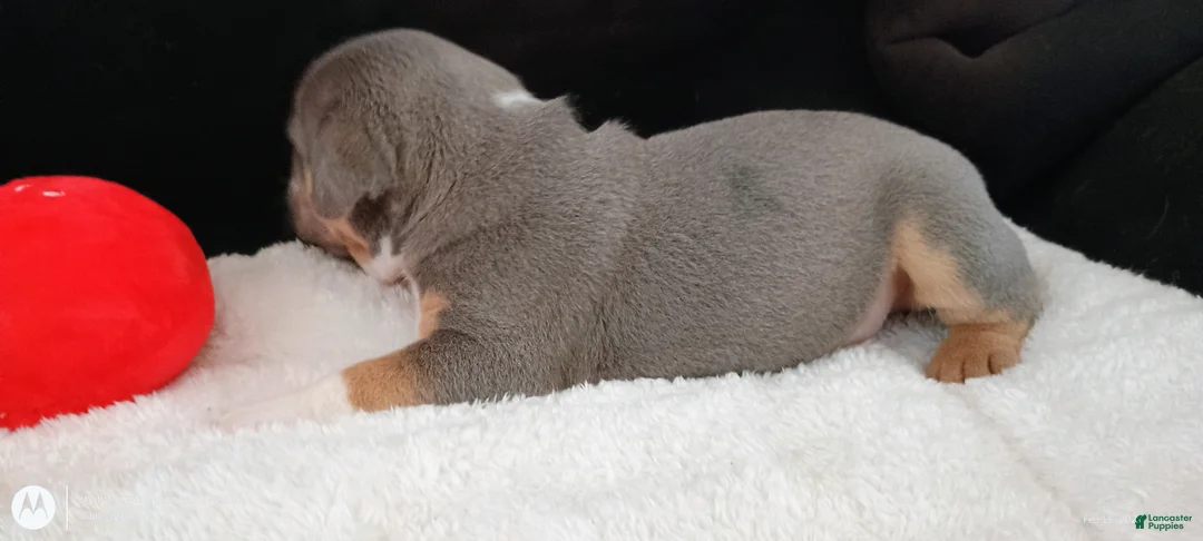 Olde English Bulldogge dogs for sale: Dudley Bulldogges Apollo - Ad 4