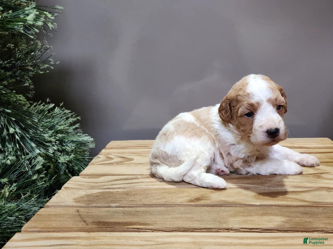 Mini Goldendoodle dogs for sale: Oma - Ad 11