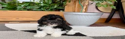 Mixed Breed dogs for sale: Maltipoo/Havanese boy 1 - Ad 4